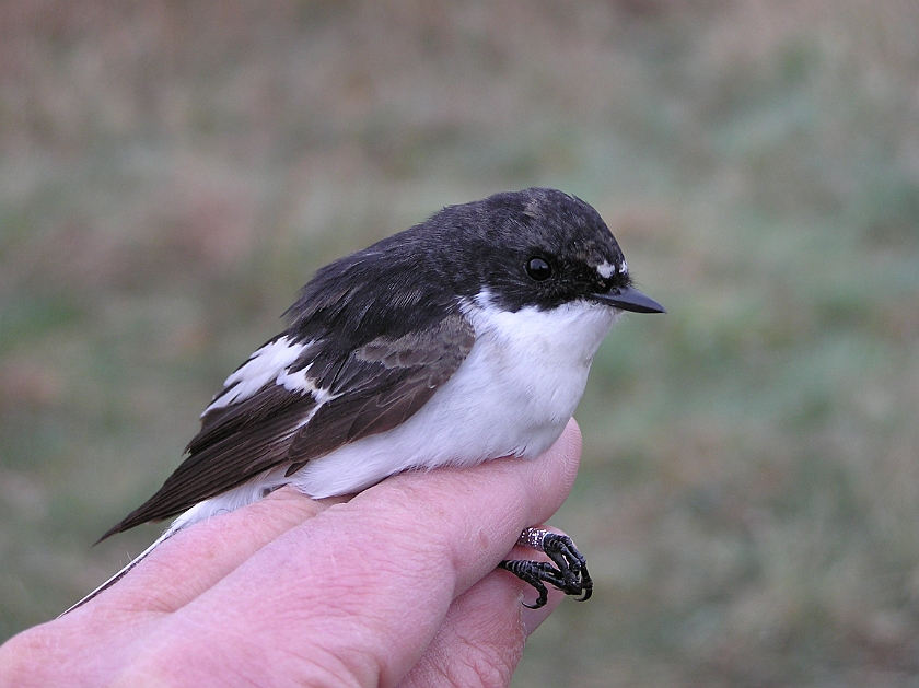 European Pied Flycatcher, Sundre 20050509